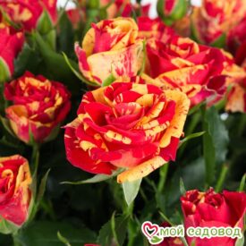 розы спрей Файер Флеш в Зернограде