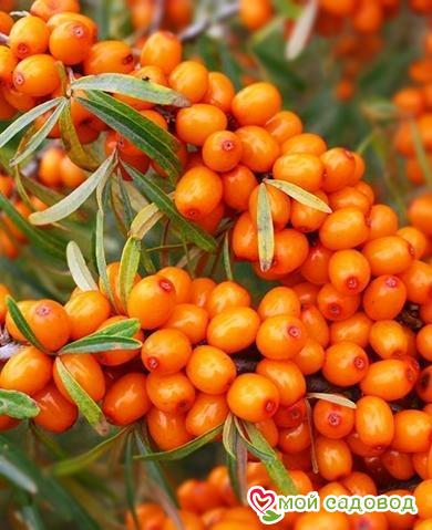 Облепиха "Юлия" (Джем, Варенье, Мармелад)