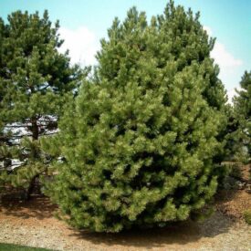 Сосна Чёрная (Pinus Nigra) в Зернограде