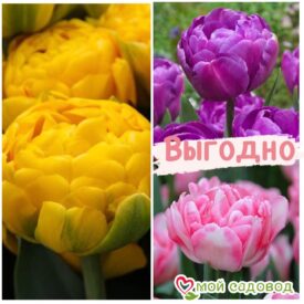 Красота в тройной выгоде! Только для любителей тюльпанов! в Зернограде
