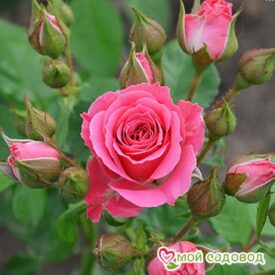 Роза Спрей розовый в Зернограде