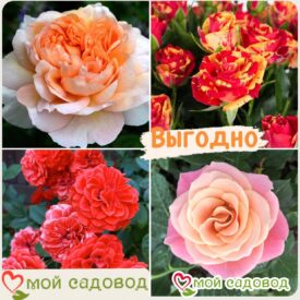 Комплект роз! Роза плетистая, спрей, чайн-гибридная и Английская роза в одном комплекте в Зернограде