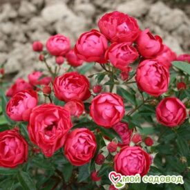 Роза полиантовая Морздаг Ред (Morsdag Red) в Зернограде
