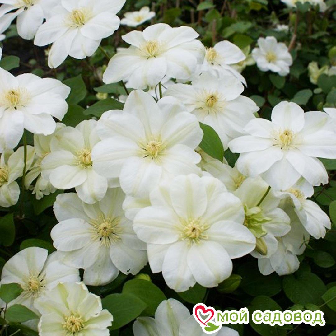 Клематис МЭРИ-КЛЭР