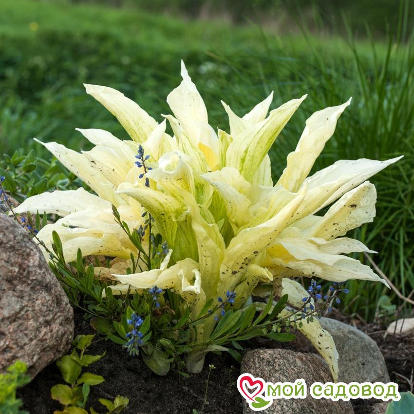 Хоста Белое Перо