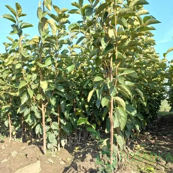 Хурма Восход Солнца