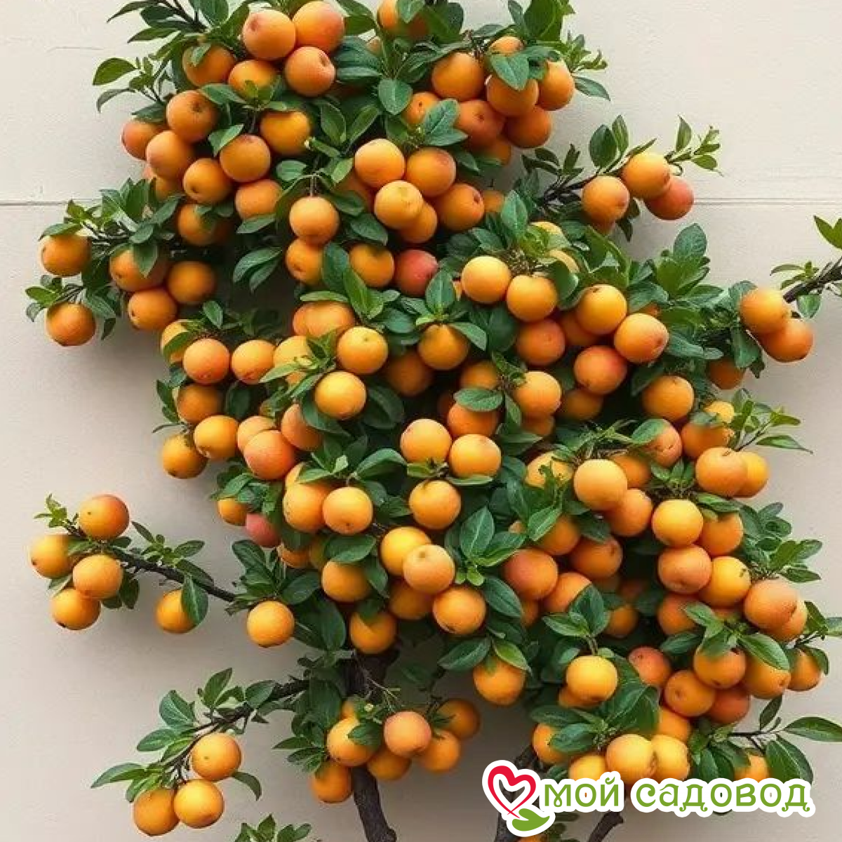 Абрикос Звездный